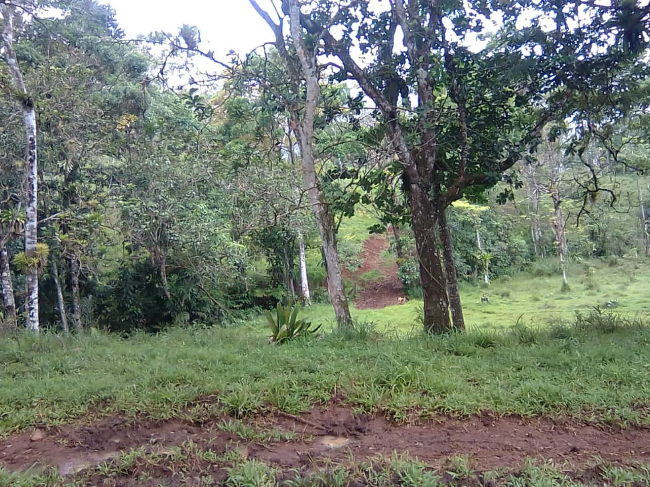 Cattle farm for sale in Aguas Claras with 1 corral and enchanting views - Gallery image 3
