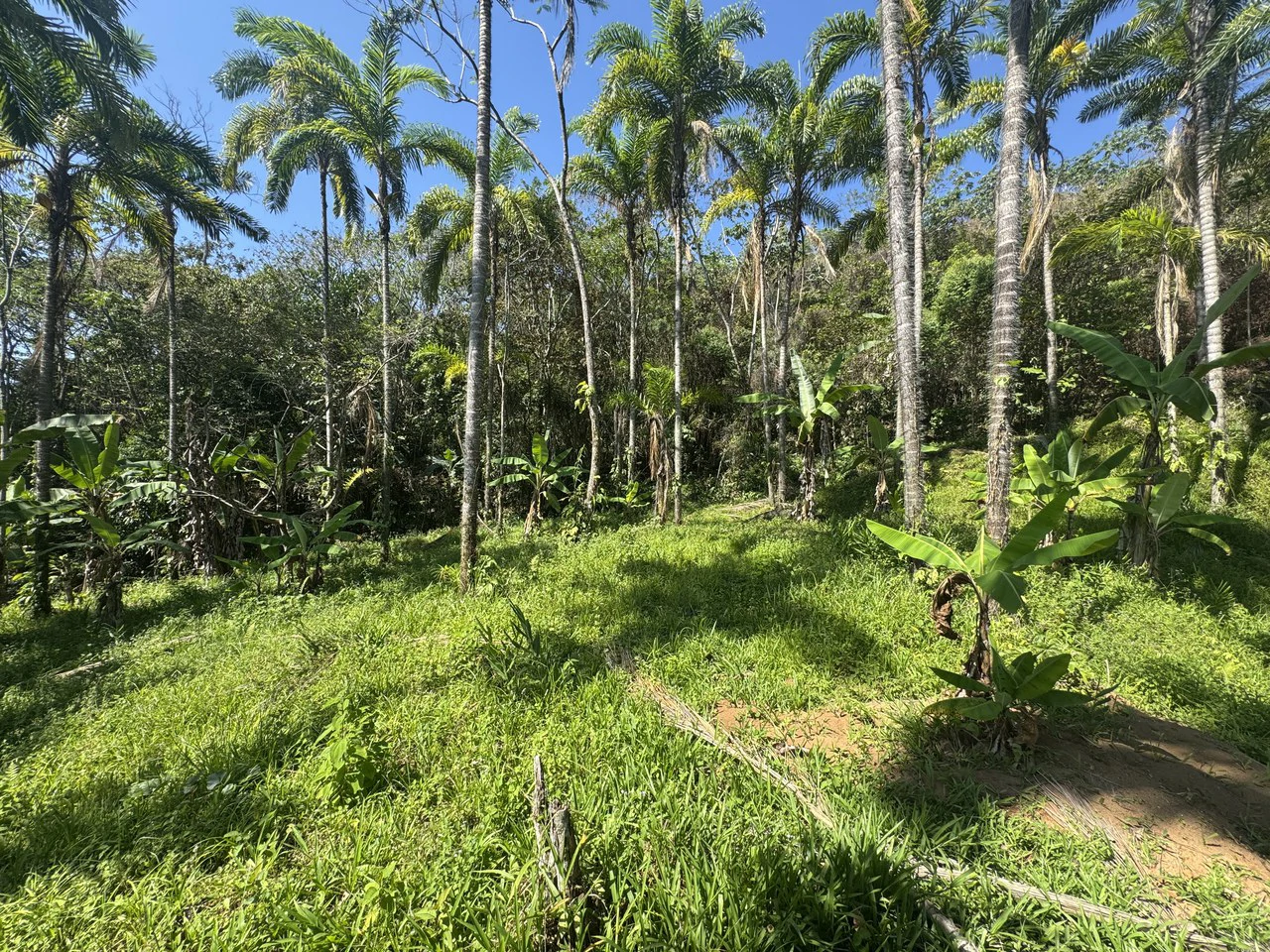 8 Acre Riverfront Sanctuary in San Pedrito Pérez Zeledón - Gallery image 4