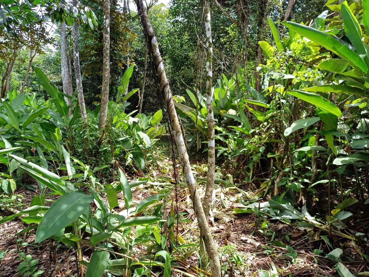Natura Amapola Reserve, Puerto Jimenez - Gallery image 16