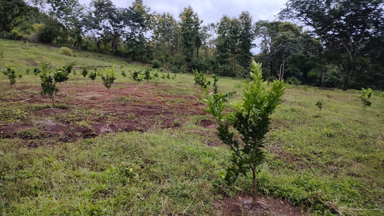 Agricultural Farm for Sale in the mountains of Hojancha, Beautiful 25-acre property with floating lake Apartment and Huge main home - Gallery image 15