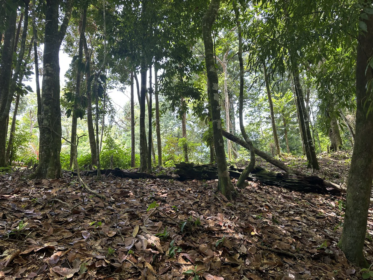 1.6 Acres Land Parcel in Ballena, Jungle Views.: Mountain Home Construction Site For Sale in Bahía Ballena - Gallery image 14