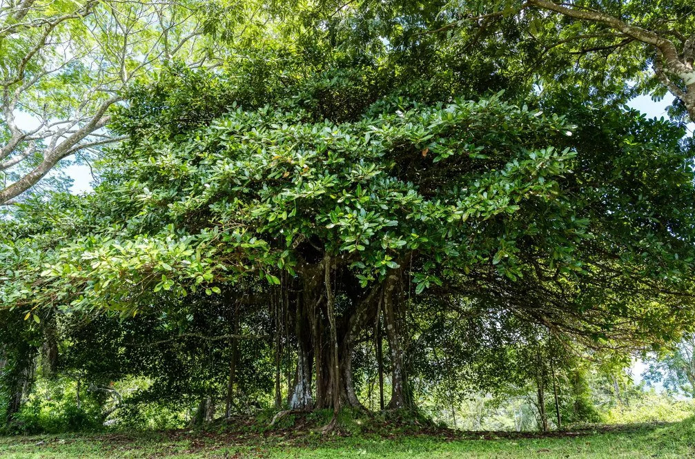 Ocean view farm for sale in Bejuco Nandayure Guanacaste Costa Rica - Gallery image 10