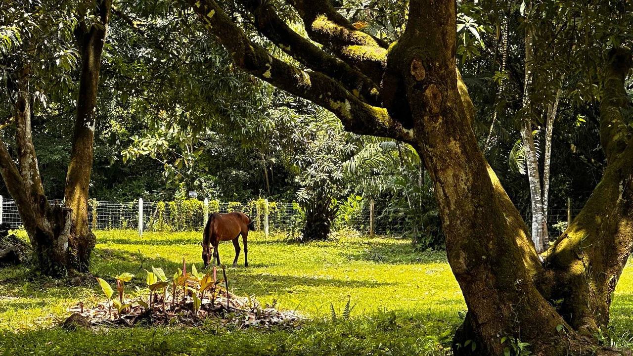 DEVELOPERS DREAM! Bahia, Uvita, walk to the beach!: Mountain Agricultural Land For Sale in Uvita - Gallery image 3