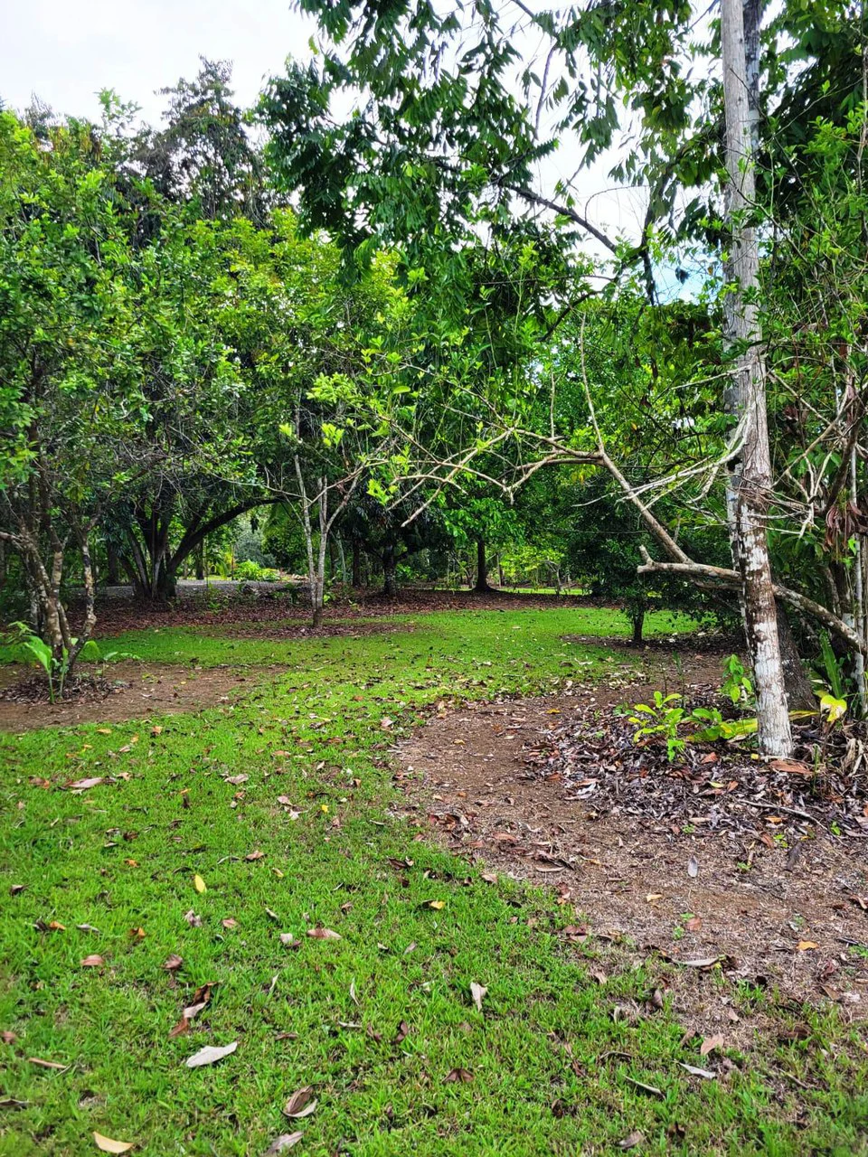 Tropical Fruit Farm in Playa Cañaza Build Your Dream Home in Paradise - Gallery image 12