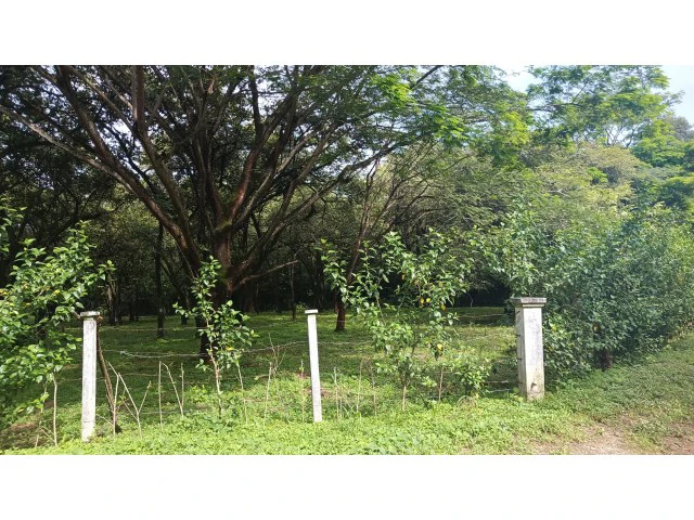 Tamarindo horse farm with two houses, a barn in the best natural setting - Gallery image 4