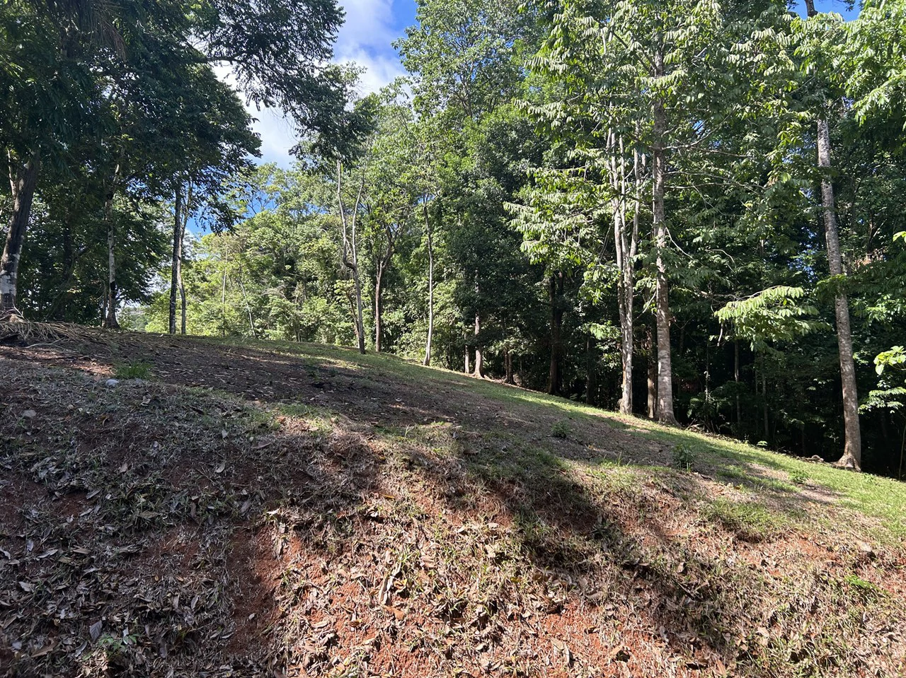 Cabo Matapalo: Jungle View Lot Priced To Sell! - Gallery image 22