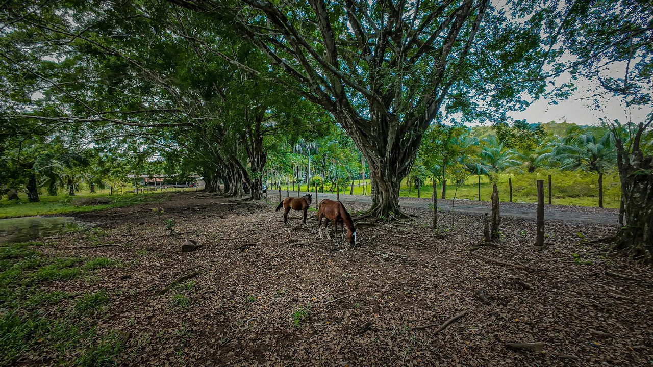 4,850 Acre Beachfront Legacy Ranch Esterillos Central Pacific Coast - Gallery image 35