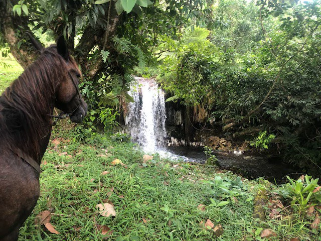 Cold & Hot springs surrounded by an overgrown farm, taken back by nature - Gallery image 10