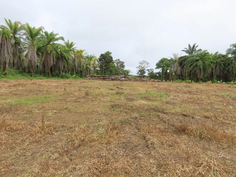 1.45-Acre Lot with Excellent Location in Canaza de Puerto Jimenez - Gallery image 9