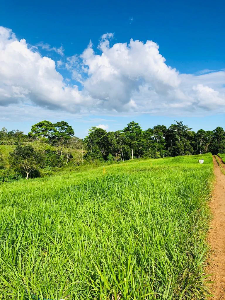 Professional Milk Factory for Sale with a big house in the mountains of Bijagua Costa Rica - Gallery image 7