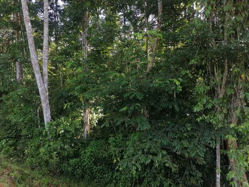 2.47 Acres Property | Mountain Top Ocean View lot in Bahía Chal - Gallery image 24