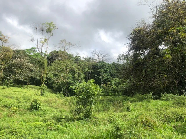 Cold & Hot springs surrounded by an overgrown farm, taken back by nature - Gallery image 6