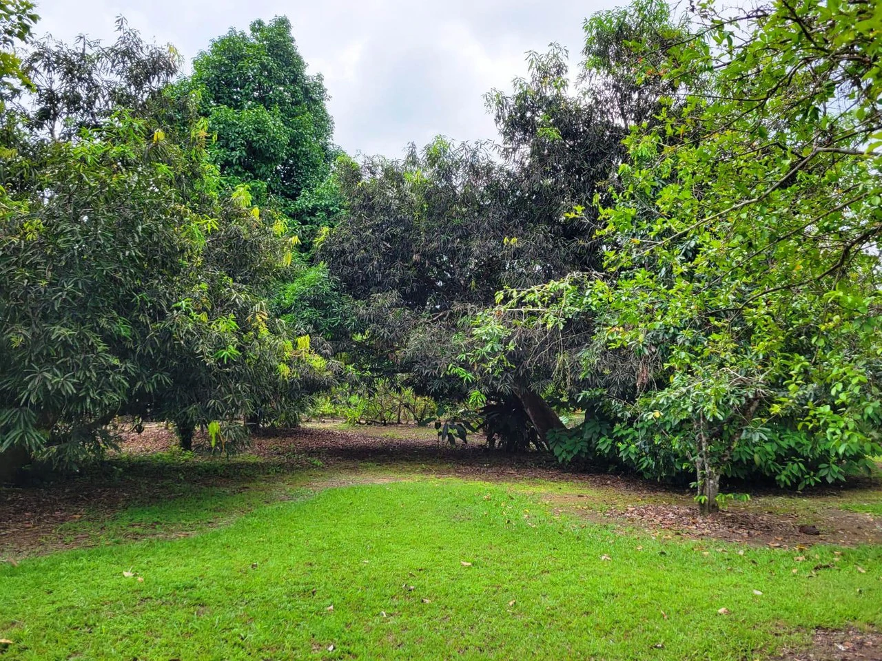 Tropical Fruit Farm in Playa Cañaza Build Your Dream Home in Paradise