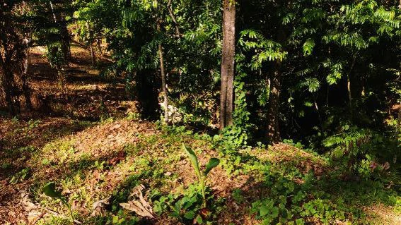 Near the Coast and Mountain Home Construction Site For Sale in Bahía Ballena - Gallery image 3