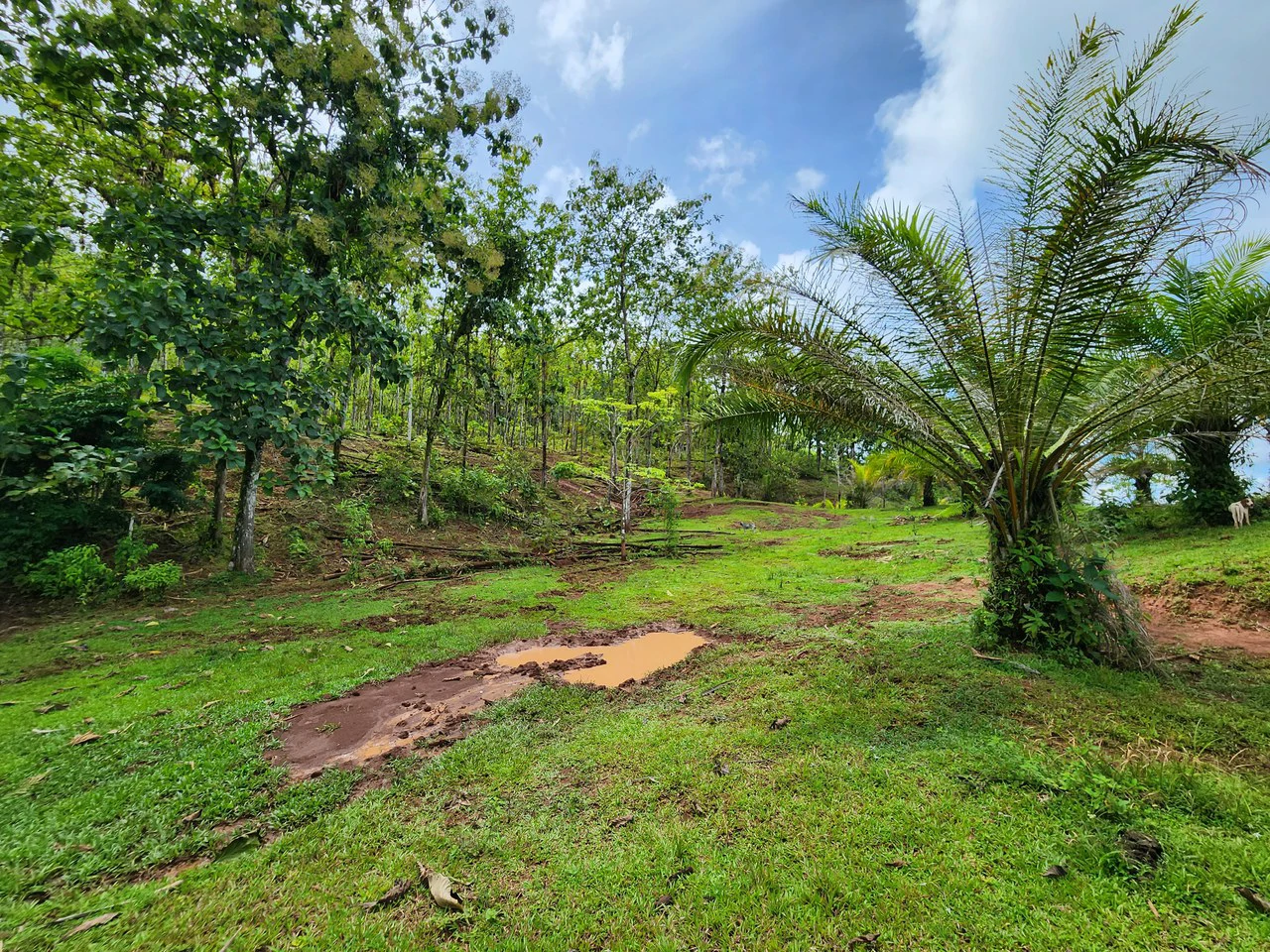 PRIME PARRITA FARM FOR SALE - Gallery image 27
