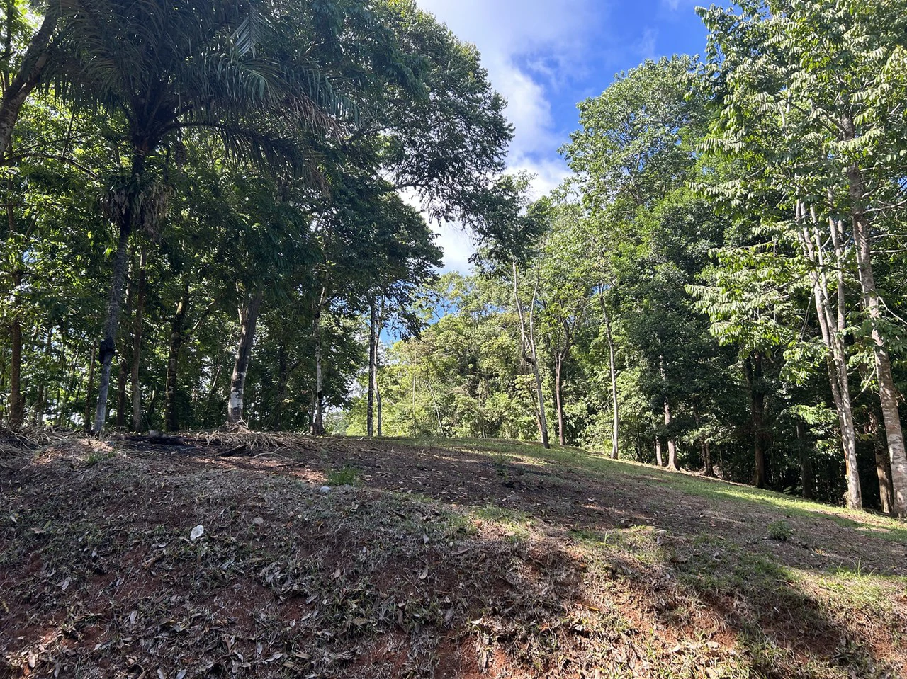 Cabo Matapalo: Jungle View Lot Priced To Sell! - Gallery image 21