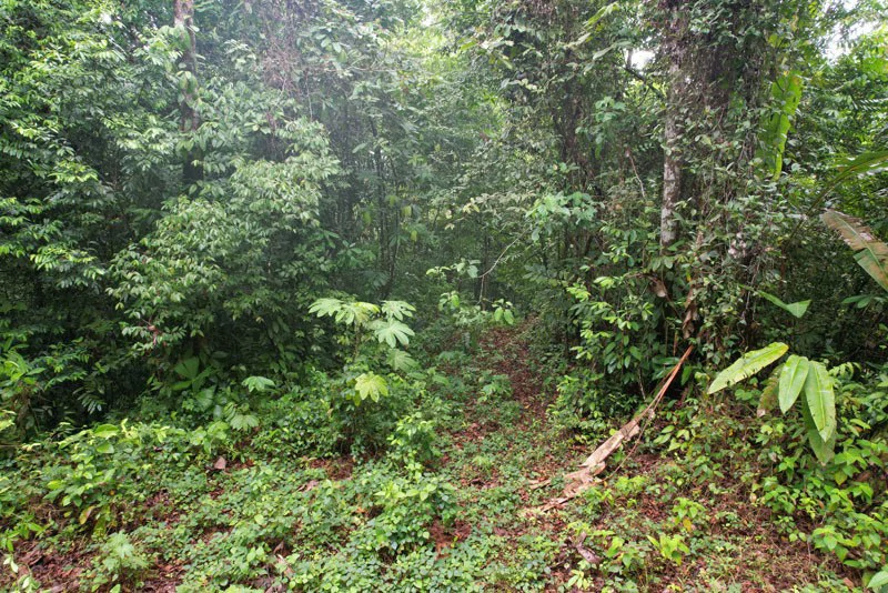 34-Acres of Forest For Sale in Riyito de Puerto Jimenez - Gallery image 6
