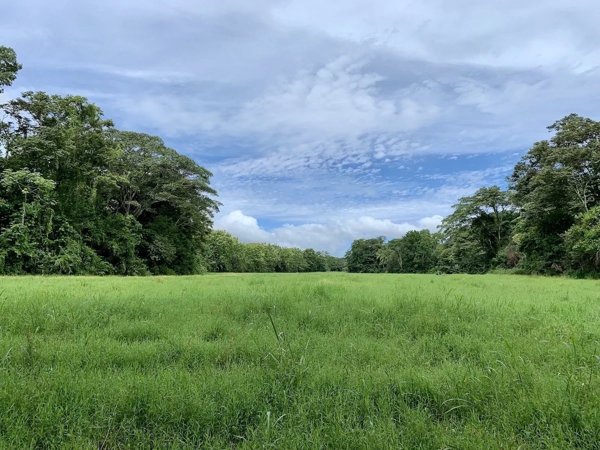 Tropical Farmland 21 Acres - Gallery image 4
