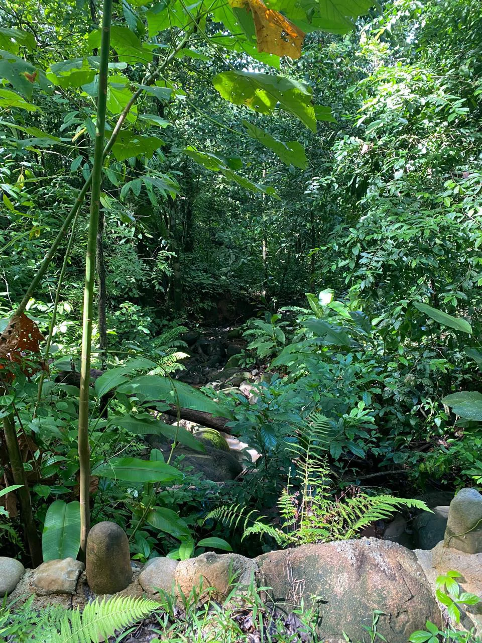 Spectacular Ocean view on 7.7 acres: Mountain Home Construction Site For Sale in Bahía Ballena - Gallery image 24