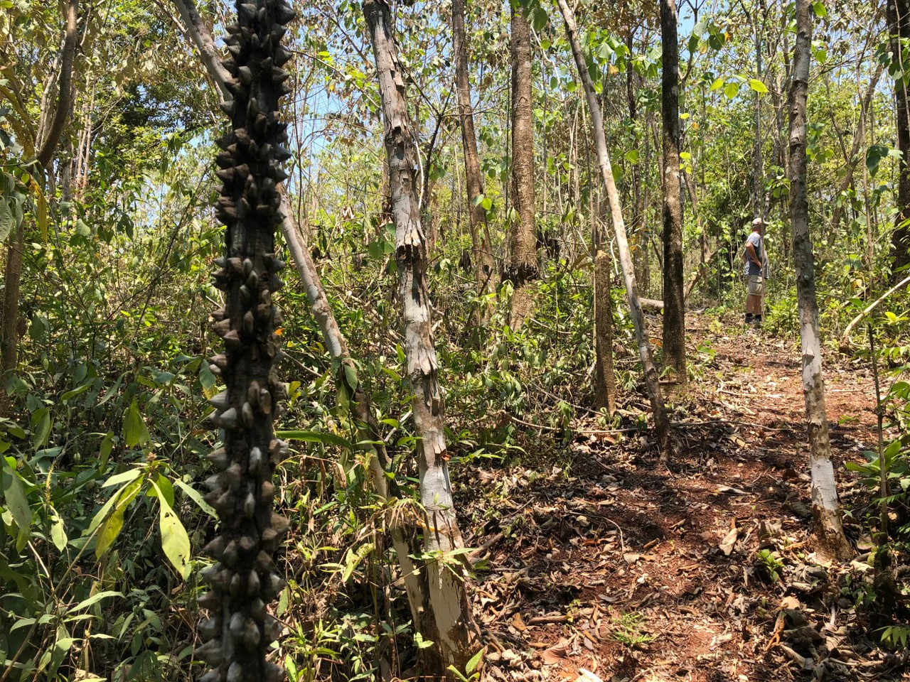 Prime Real Estate Opportunity, Lot with Creek Border in Santo Domingo hills - Gallery image 6