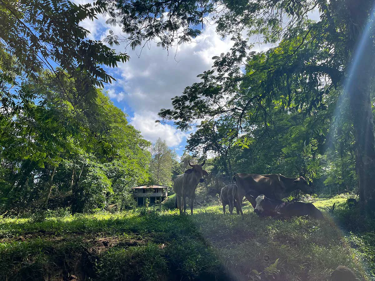 ID 4161: Expansive Farm for Sale in Sarapiquí, Heredia: Pastureland, Rivers & Private Fores - Gallery image 4
