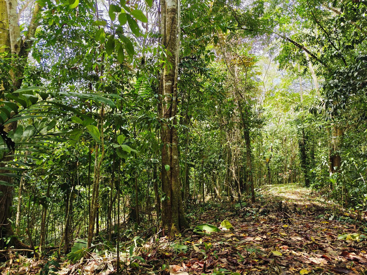 8001 sqm of  Off-Grid Raw Jungle land in Gated Community near Punta Uva - Gallery image 7