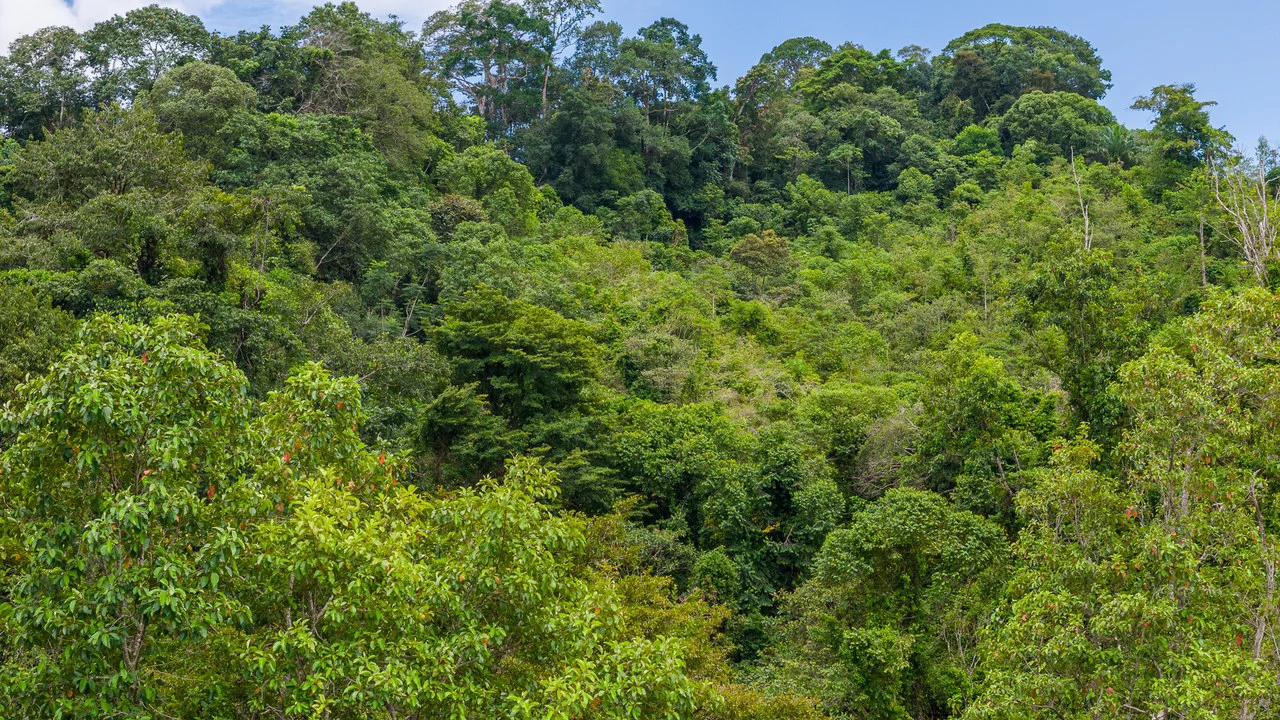 Costa Rican Gem with Conservation Potential: Preserve 26 Acres of Pristine Land - Gallery image 24