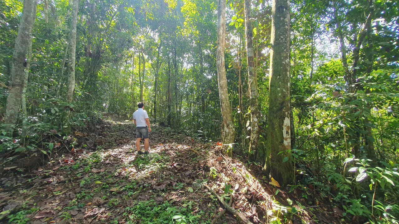Property #2 with Bamboo Plantation, Development Opportunity (Residential, Hotel, and Industrial). - Gallery image 4