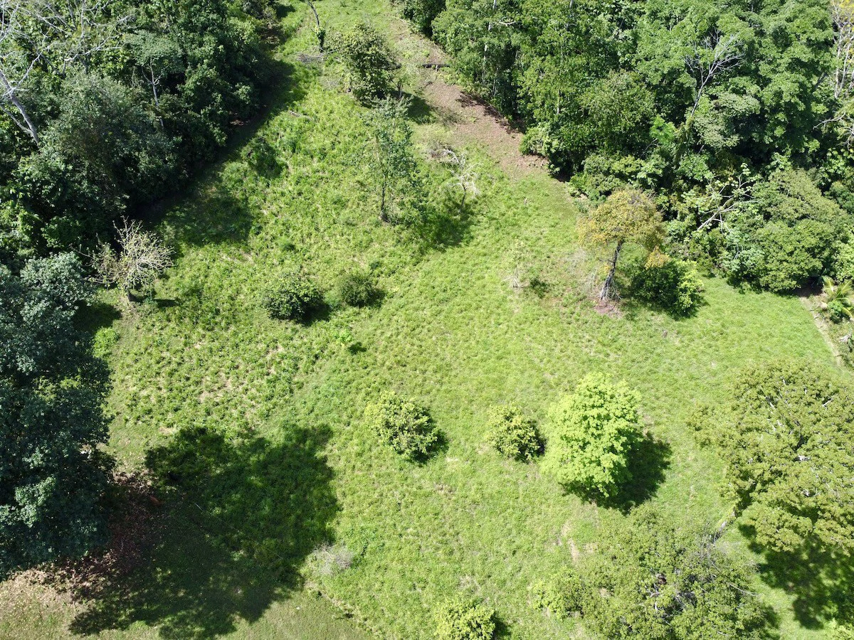 Ideal Osa Peninsula Property for Estate or Homestead - Gallery image 3