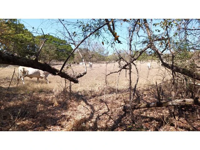 3 Flat topography properties for sale near Playas del Coco, Great building potential in the province of Guanacaste - Gallery image 3