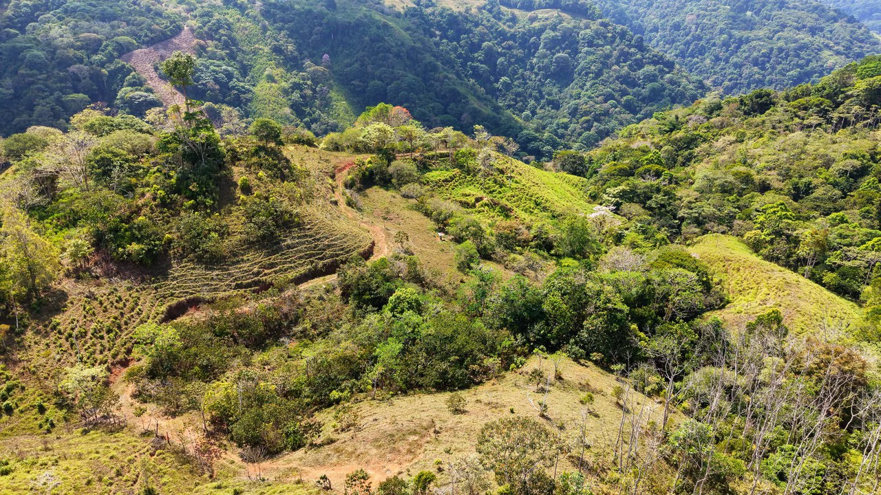 2.8 HA FARM FOR SALE IN SAN LUIS DE MORETE | MOUNTAIN VIEWS AND NEAR THE OCEAN - Gallery image 12