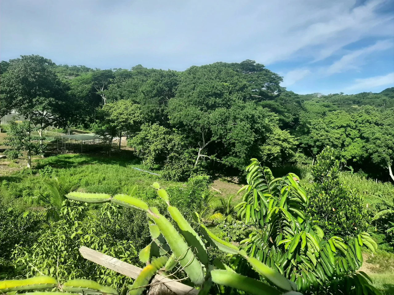 The Ark: $1,390,000 USD Luxury Jungle Estate with Guest House in The Ark Community, Santa Teresa Costa Rica - Gallery image 28