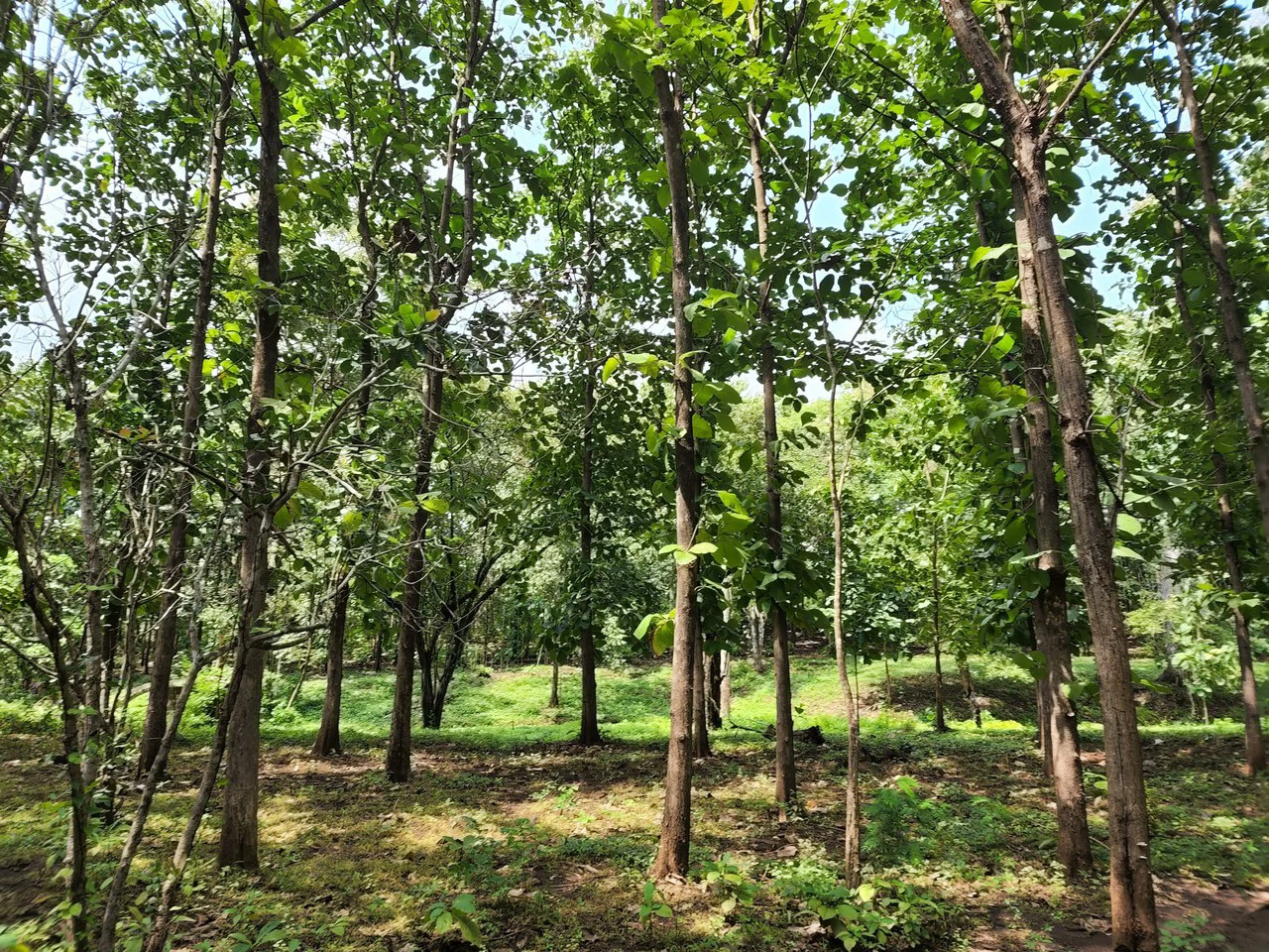 INVEST IN A TEAK PLANTATION FOR 25 YEARS - Gallery image 18