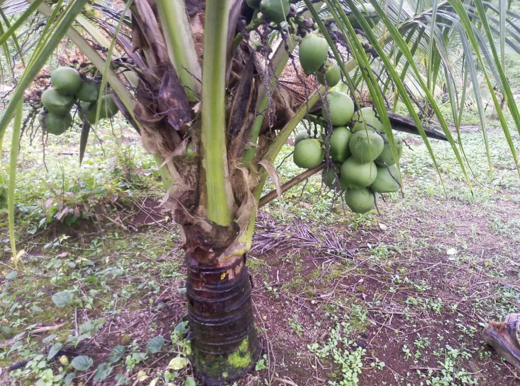 Agricultural farmland for sale in Aguas Claras, Alajuela, 1 house and many fruit trees - Gallery image 3