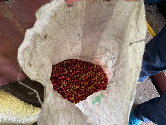Coffee Farm in Monteverde is a full working Business - Gallery image 33