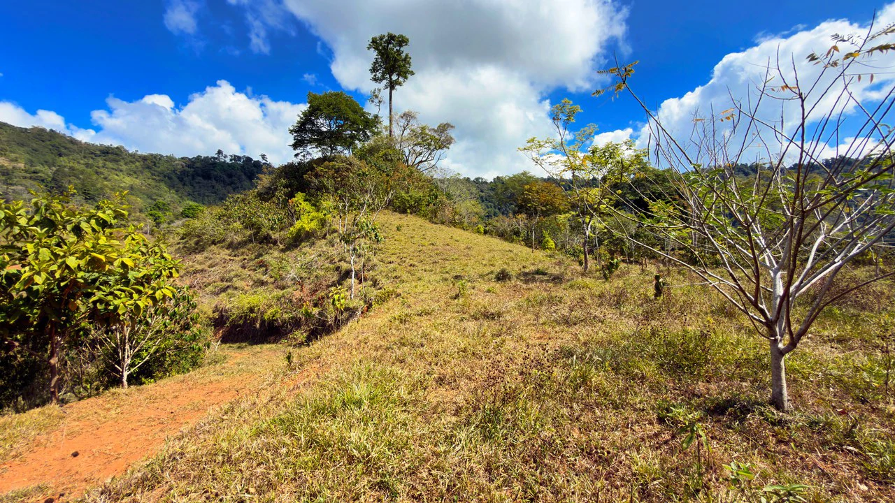 2.8 HA FARM FOR SALE IN SAN LUIS DE MORETE | MOUNTAIN VIEWS AND NEAR THE OCEAN - Gallery image 16