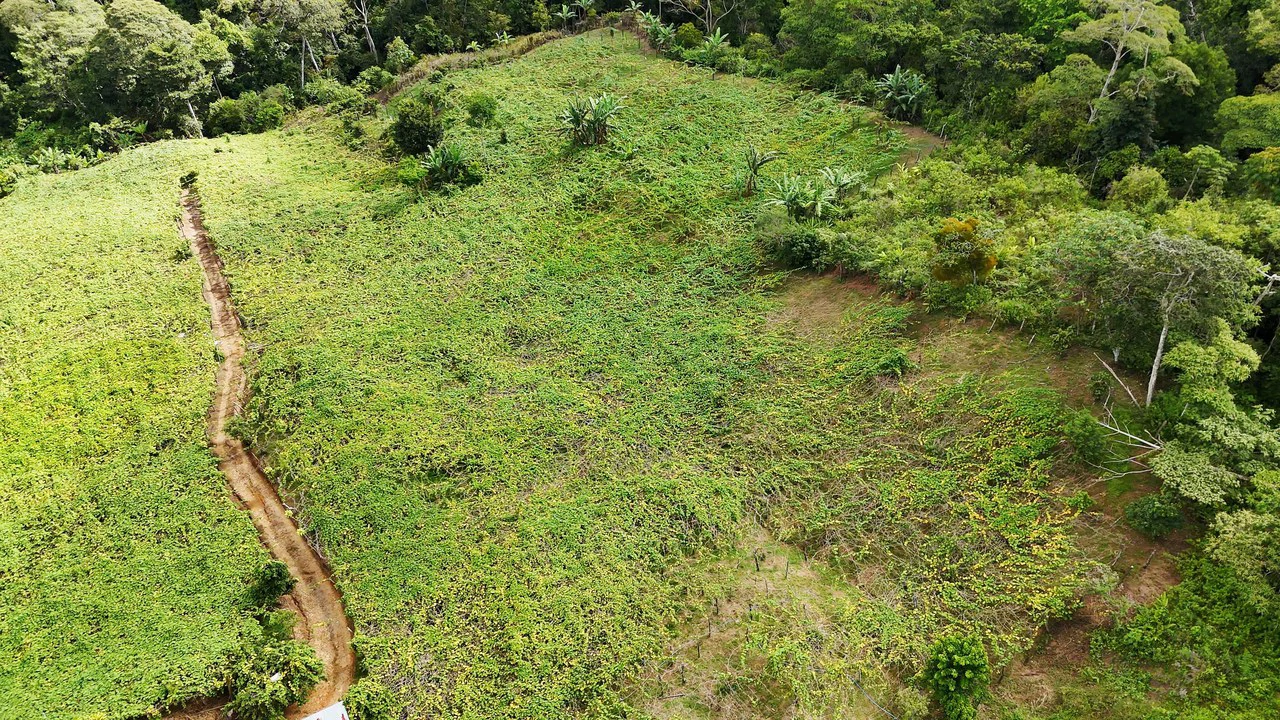 Mountain Agricultural Land For Sale in San Isidro del General - Gallery image 13