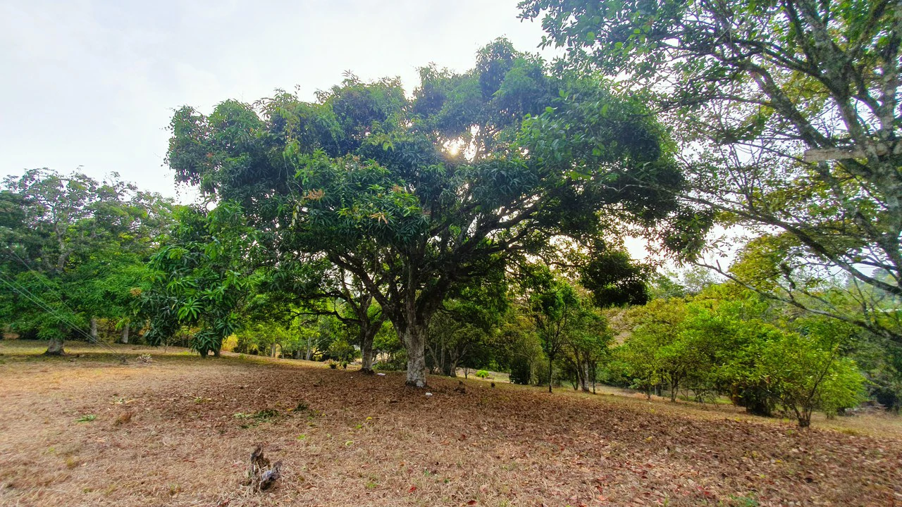 FRUIT TREE PROPERTY FOR SALE: Home Construction Site For Sale in San Isidro del General - Gallery image 28