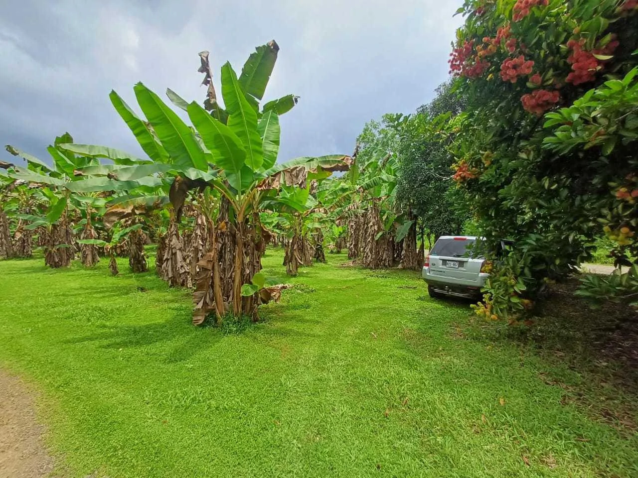 Finca La Palma, Cañaza, Puerto Jiménez - Gallery image 6