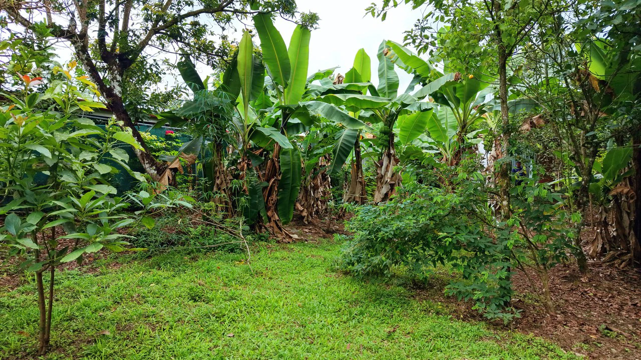 LOTE PLANO CON FRUTALES: Mountain Home Construction Site For Sale in General Viejo - Gallery image 16