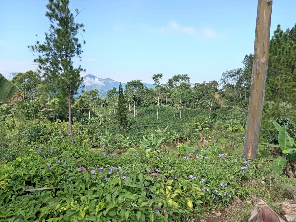 CAPTIVATING OCEAN AND PANORAMIC MOUNTAIN VIEW FINCA IN PURISCAL - Gallery image 17