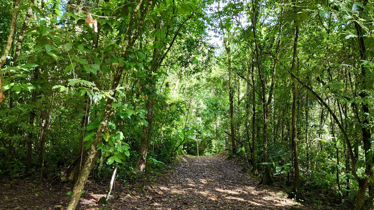 Selva Vista Estate: 5.9 Acres of Wild Beauty - Gallery image 10
