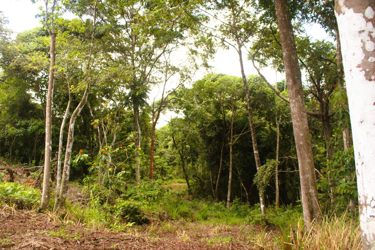 Wildlife Reserve Farm close to Ojochal - photo 5