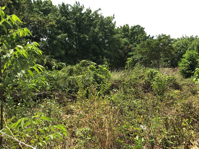Great property in Santa Cruz: Excellent opportunity to develop in excellent location - Gallery image 14