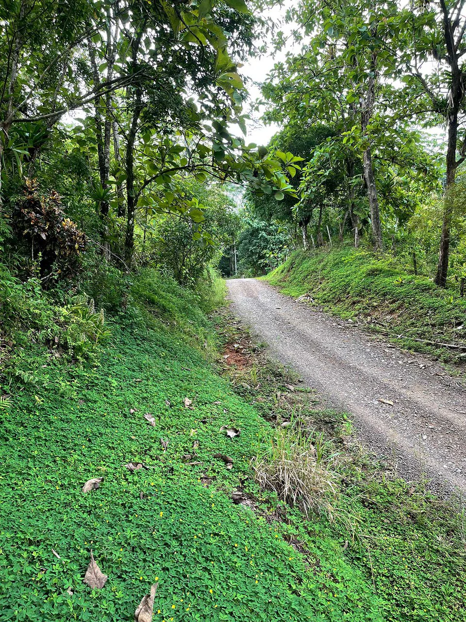 ID 4167: Investment Opportunity: 8-Acre Reforested Mountain Finca in Puriscal - Gallery image 36