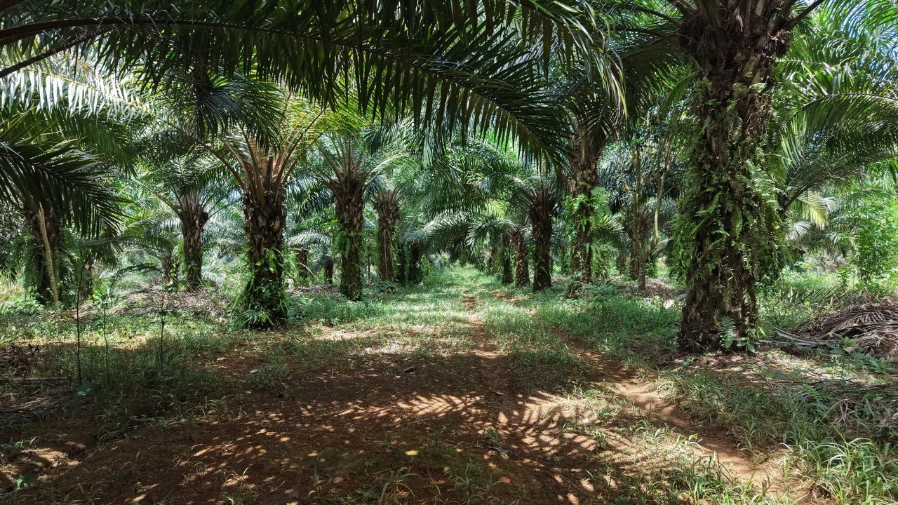 Countryside Home Construction Site For Sale in San Pedro - photo 20