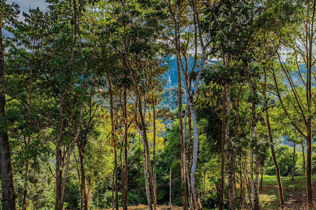 2.9 Acre Paradise with Diamante Valley Views Dominical - Gallery image 10