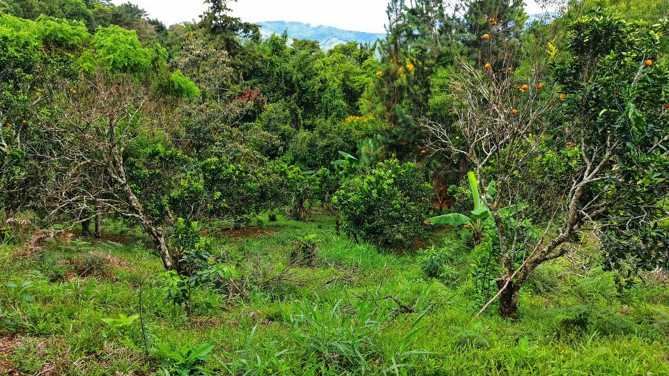 Home Construction Site For Sale in San Rafael Norte - Gallery image 19