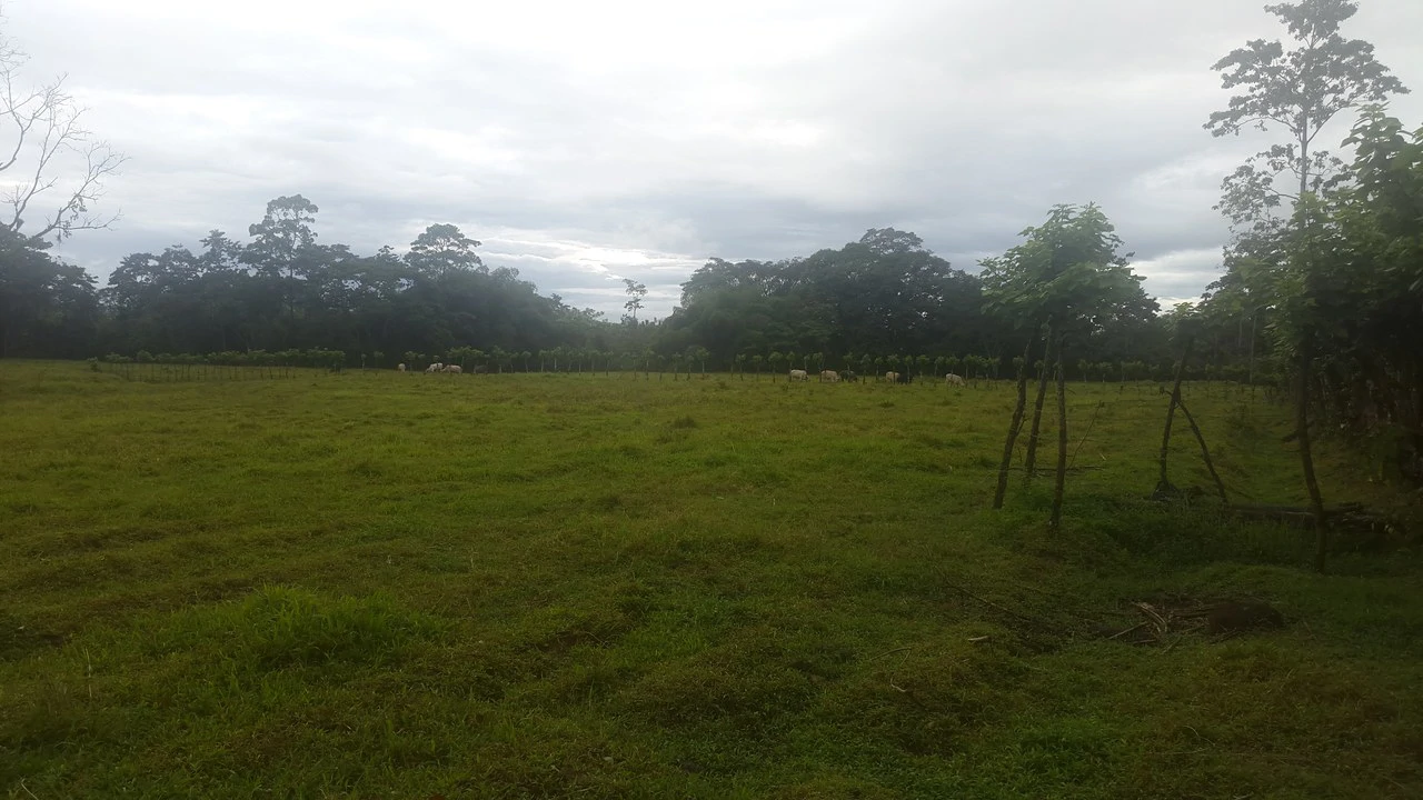 Countryside Development Parcel For Sale in Cariari - Gallery image 8