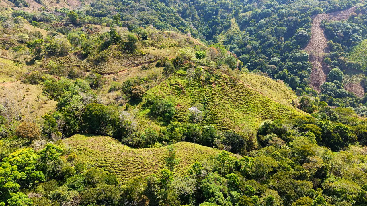 2.8 HA FARM FOR SALE IN SAN LUIS DE MORETE | MOUNTAIN VIEWS AND NEAR THE OCEAN - Gallery image 25